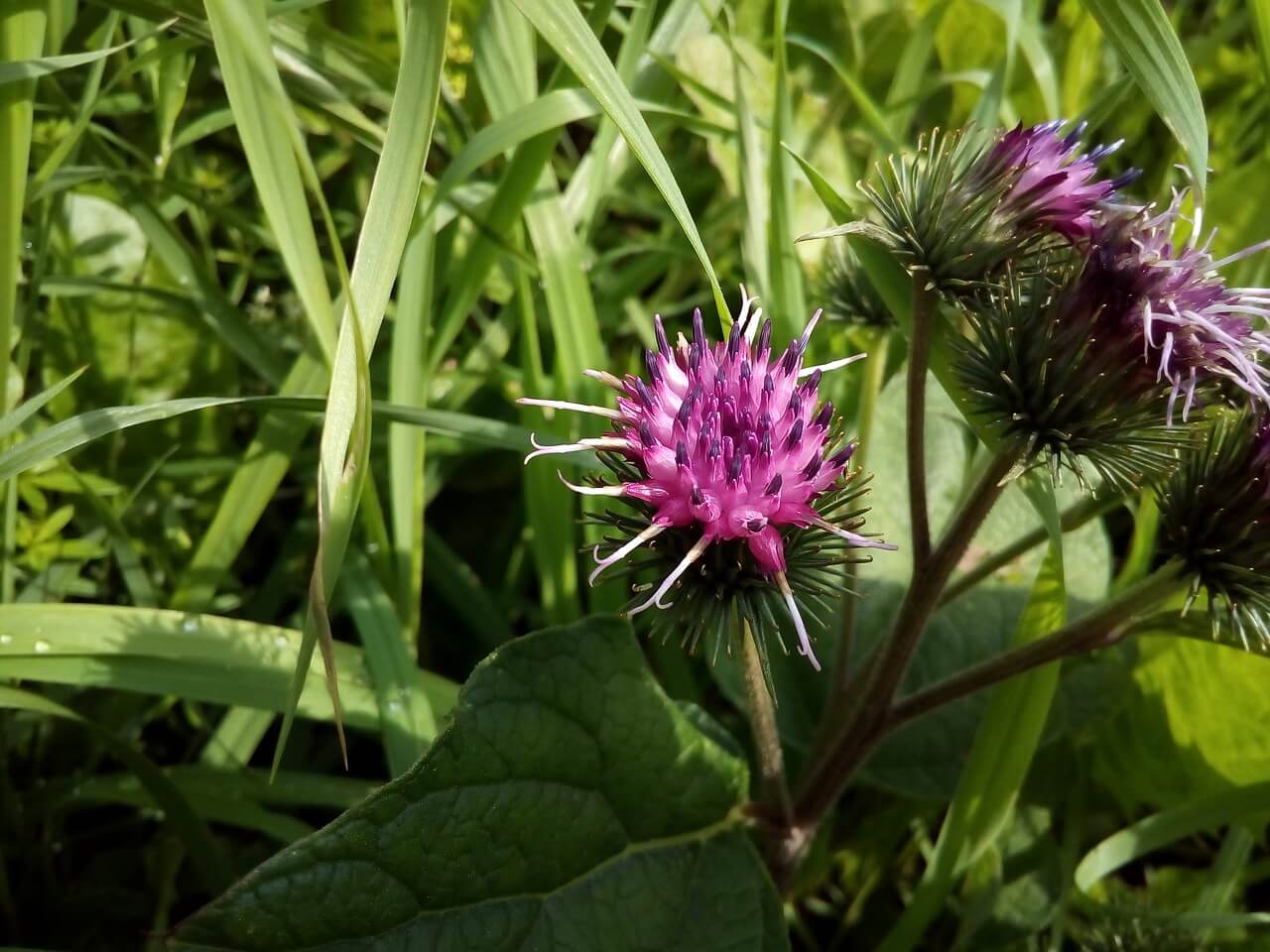 burdock weed