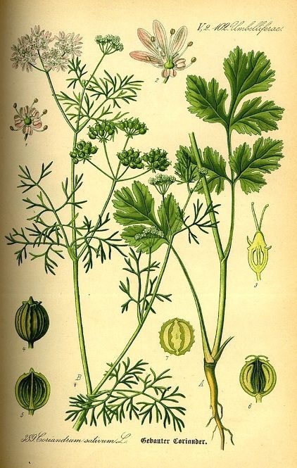 1880s Coriander Botanical Drawing