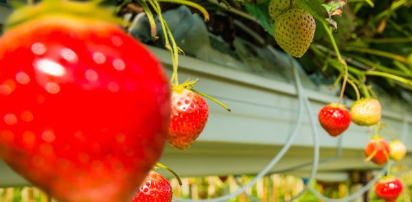 How To Grow Big Strawberries