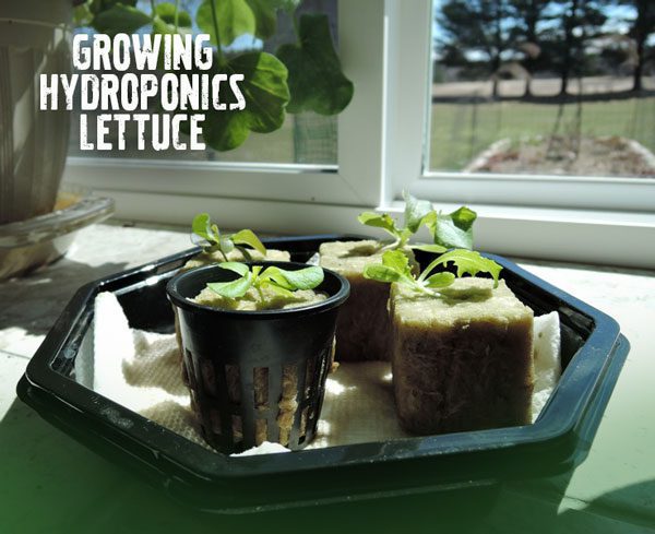 DIY hydroponic lettuce