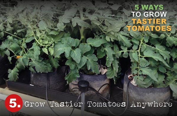 Grow tastier tomatoes