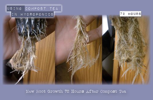 new root growth in 72 hours