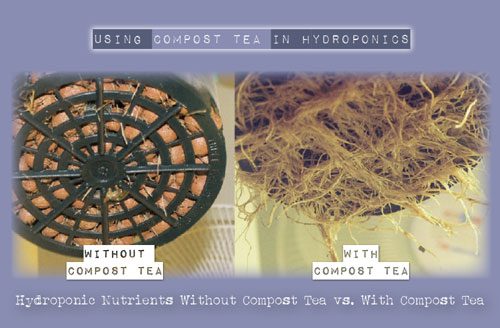 compost tea in hydroponics