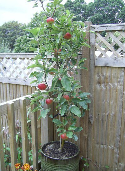 grow an apple tree