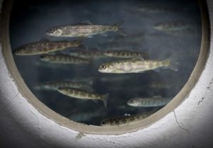 aquaponic farming