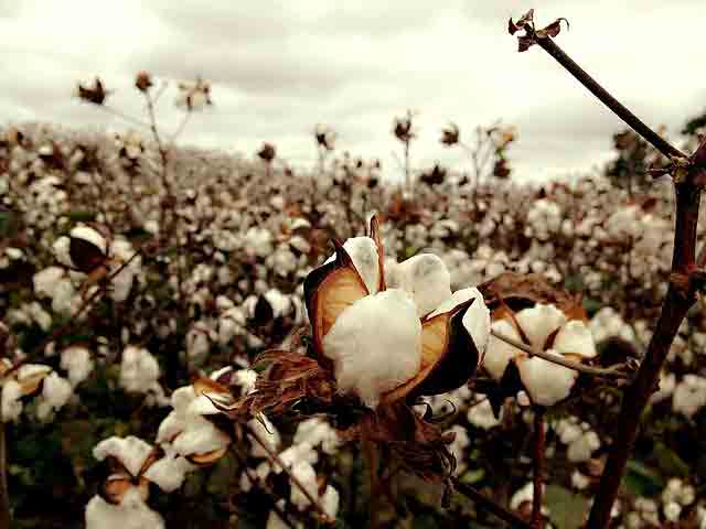 cotton field dicamba