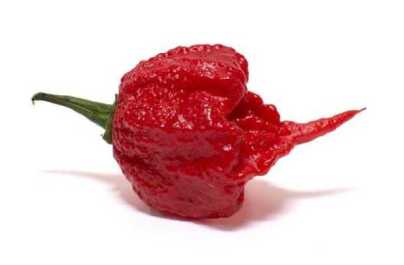 Hot pepper Carolina Reaper ,HP22B Selected