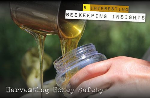 beekeeping insights
