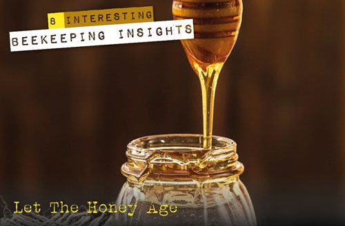 beekeeping insights