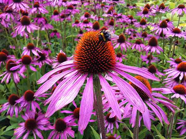 Coneflowers are great for pollinators