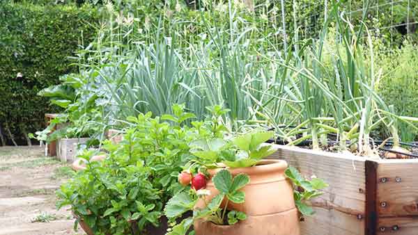 Farm to table raised beds