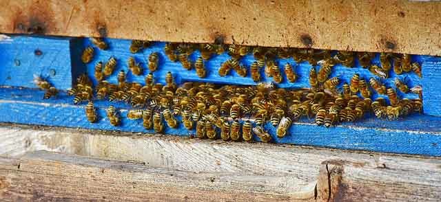 Urban Beekeeping 