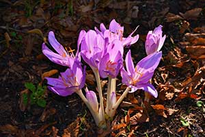 Plant Crocus for fall blooms