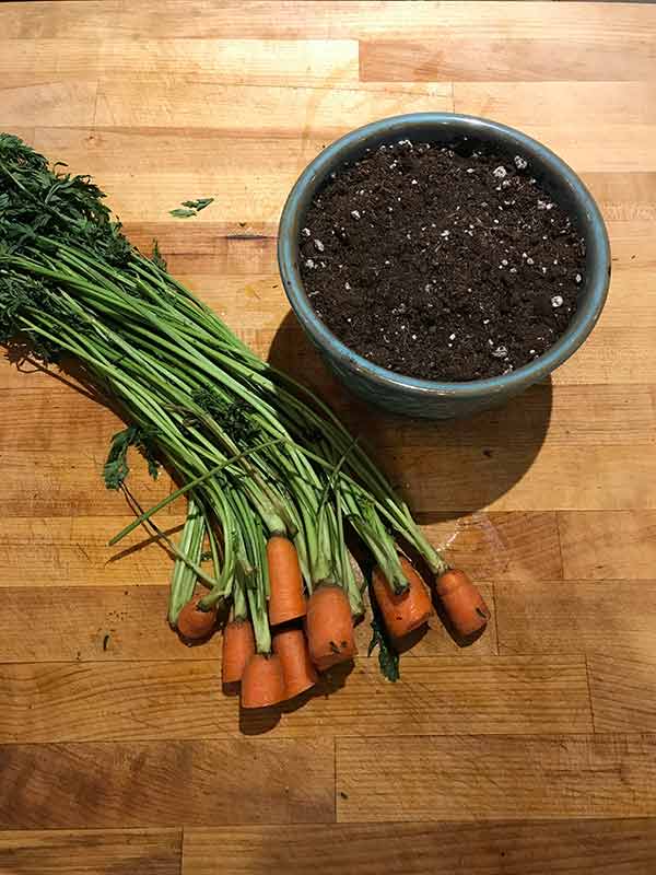 Get carrots prepped