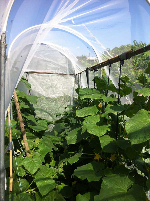 Extend your growing season using Agrotextiles