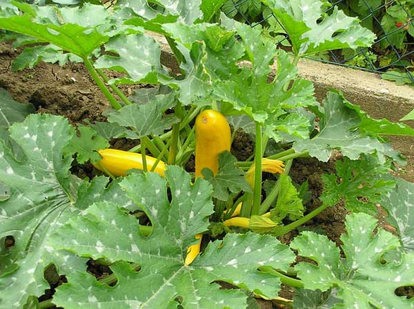squash - zucchini plant 4-5 weeks before last frost