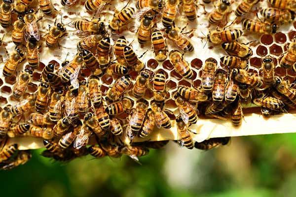 Honey Bee making honey