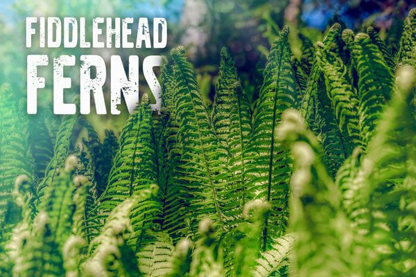 Fiddlehead Ferns
