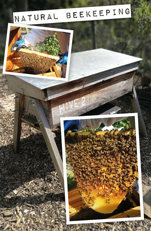 Natural Beekeeping