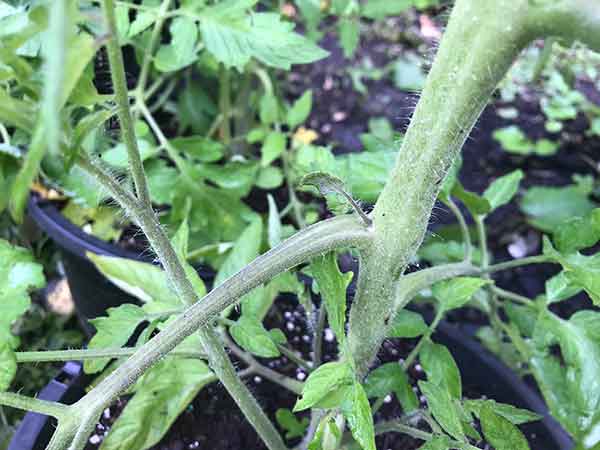 tomato stem