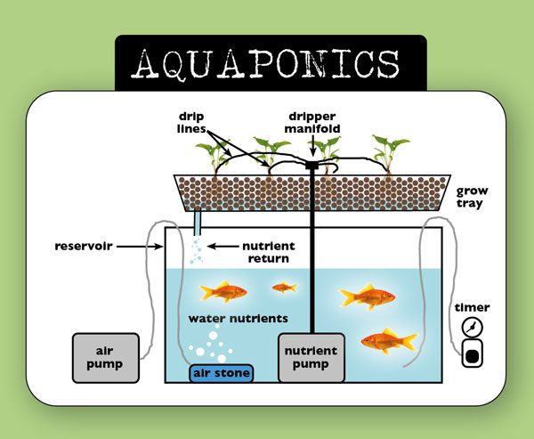 aquaponics diagram