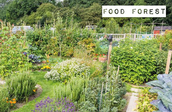 food forest