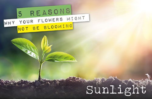 reasons for flowers not blooming