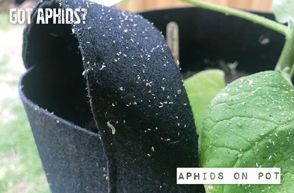 aphids on cloth container