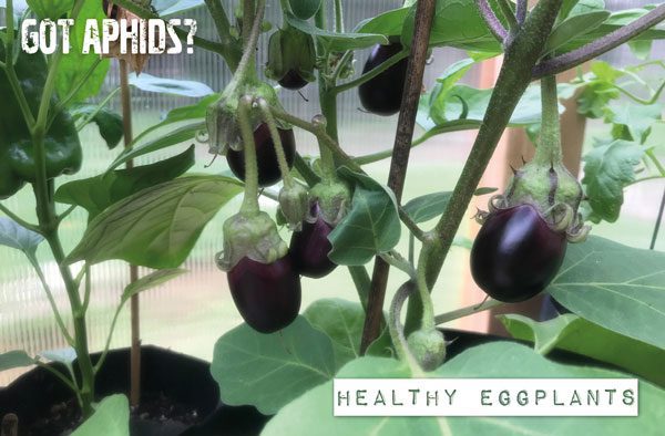 healthy eggplant