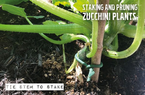 staking zucchini