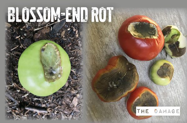 blossom end rot