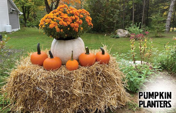 pumpkin planters