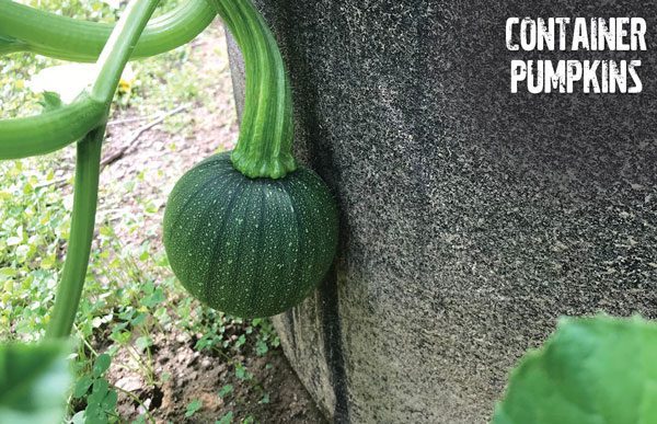 How to grow a pumpkin in a container