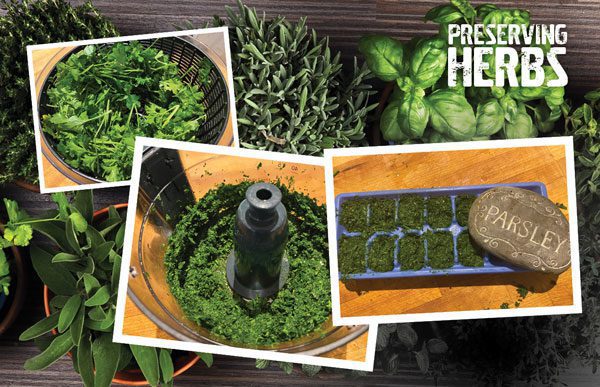 preserving herbs