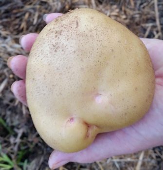 6 Inch Potato: Straw Bale Garden