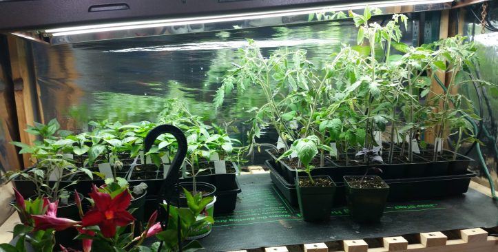 7-Week Tomato Seedlings: Wonder Soil Trial Grow