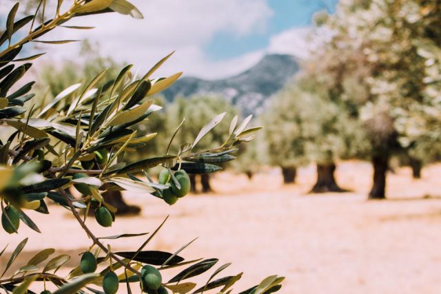 how to grow an olive tree