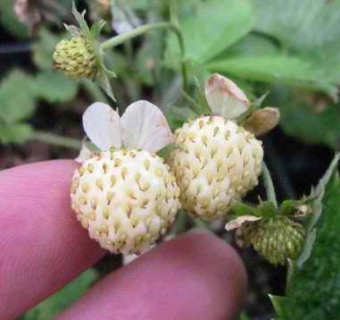 White Alpine Strawberry - Not a Pineberry