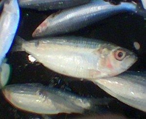 Aquaponics: Grow Freshwater Sardines