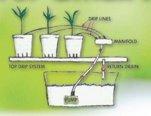 Basic Drip System Hydroponics for Small Apartments