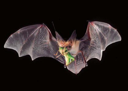 A bat's job is to control insect populations.