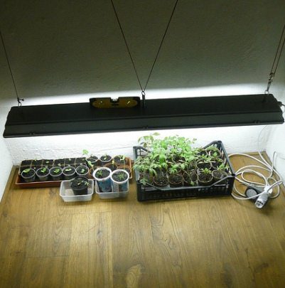 Best Seed Starting Results: Grow Light, Not Windowsill