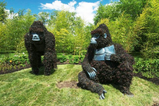 Black Mondo Grass Apes - Montreal