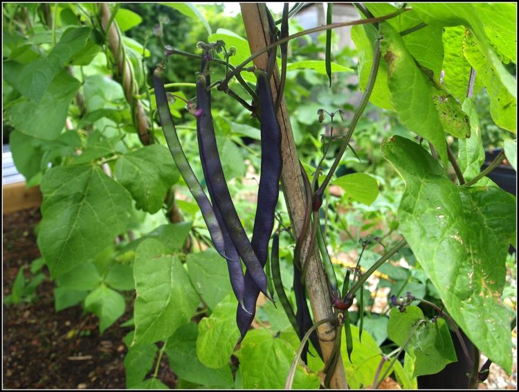 Blauhilde: Beautiful Multi-Use Garden Beans