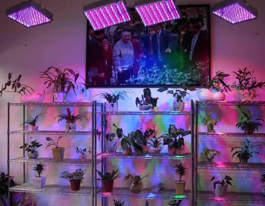 Cheap LED growing lights offer poor indoor garden results.