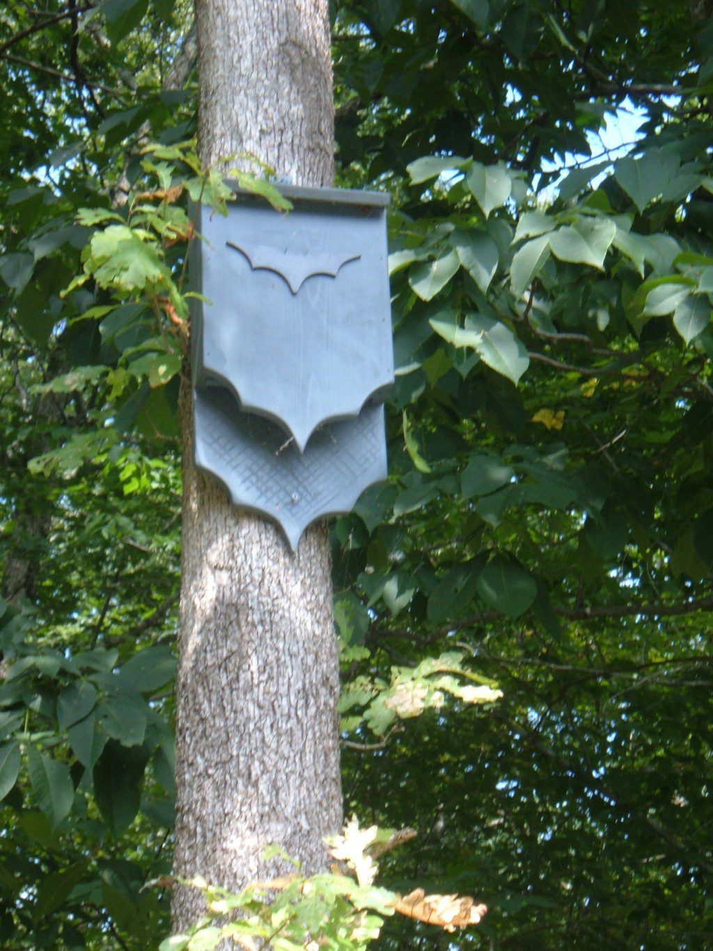 Buy or Build A Bat House to Attract Garden Pest Control