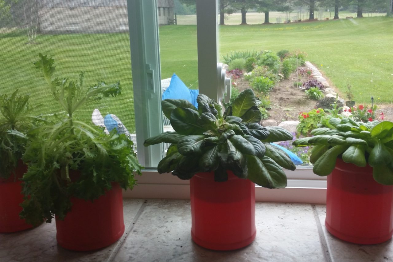 not kratky hydroponics diy tammy june 20 2015 hydroponics 5