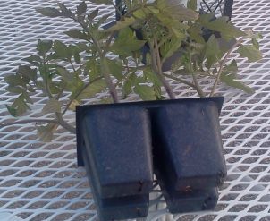 Commercially Grown Tomato Roots