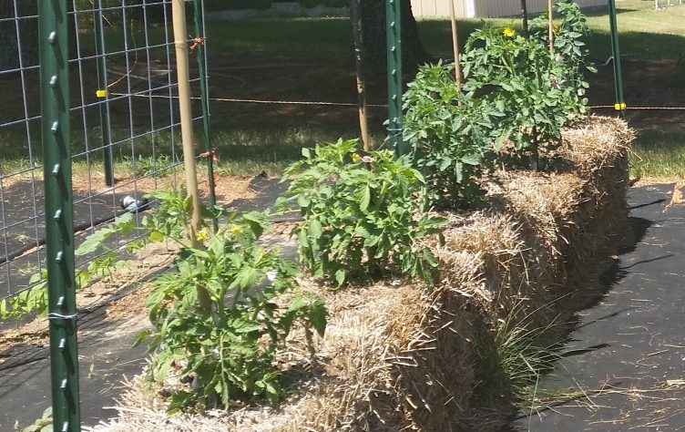 Compost Tea Straw Bale Garden at Week 4