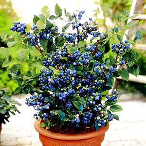 Even if you lack ground or live in the wrong climate, you can grow blueberries in a container.